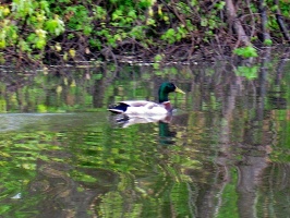 Wappingers Lake 5-8-10